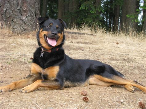 The rottweiler lab mix is a cross between the intelligent and friendly labrador retriever and the loyal and active rottweiler. Retriever Labrador: Border Collie Rottweiler Mix