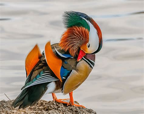 Meet The Mandarin Duck The Most Beautiful Bird In The World