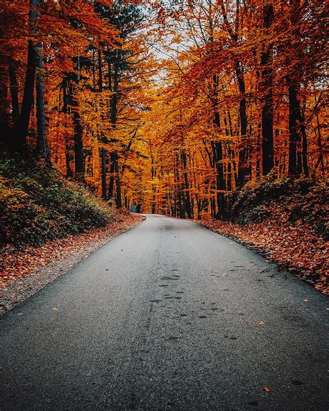 2k Free Download Autumn Road Foliage Turn Asphalt Hd Phone