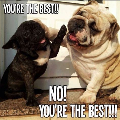 No Really Youre The Best Funny Animals Pinterest The Ojays