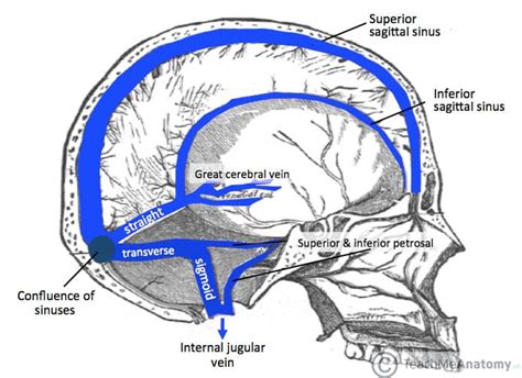 Dural Venous Sinuses Superior Sagittal Teachmeanatomy