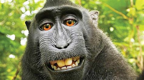 Nombran Personalidad Del Año Al Mono Que Se Tomó Una Selfie T13