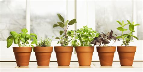 How To Grow An Indoor Herb Garden Indoor Gardening Tips