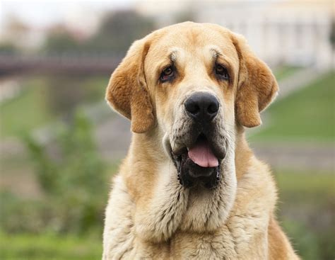 Spanish Dog Breeds Pawversity