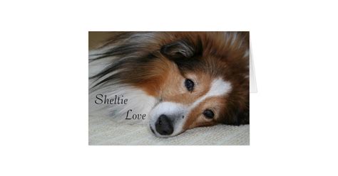 Sheltie Love Card Zazzle