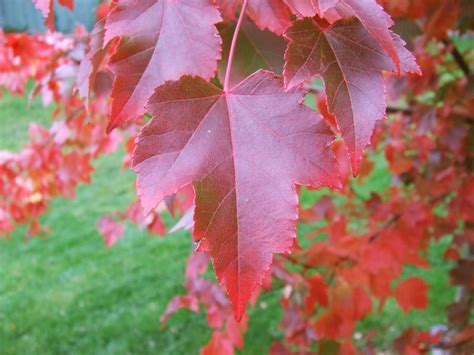 Maple leaf drawing oriental rug hooking maple leaves color palettes tattoos drawings farms rocks. Best Fall Color Trees - Landscape Designs & Pictures ...