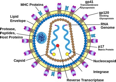 The Virus Structure Is The Set Up Of A Virus This Includes Nucleic Acid Dna Or Rna Nucleic
