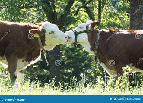 Two Kissing Cows On A Meadow Stock Photo Image Of Herd European