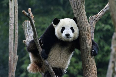 Giant Panda - Chengdu Attractions - China Top Trip