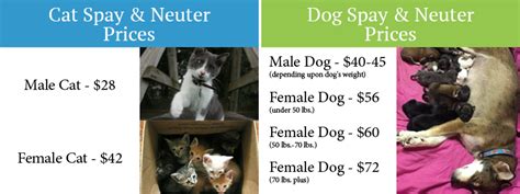 18 Excited Neutering A Dog Cost Image - uk.bleumoonproductions