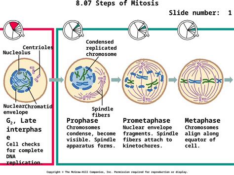 Ppt 807 Steps Of Mitosis Slide Number 1 Copyright © The Mcgraw Hill