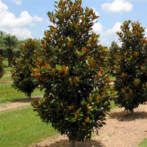 What is a small magnolia tree? Dwarf Little Gem Magnolia Tree - DECOREDO