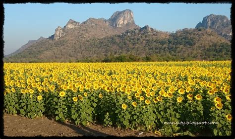 Lalalaland Sunflower Fields Lopburi