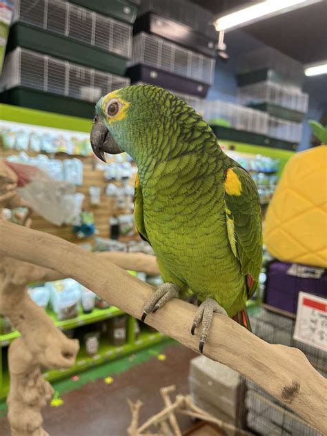 Blue Front Amazon Parrots For Sale