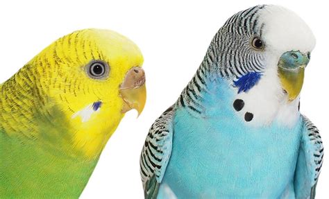 Male Vs Female Budgie Knowing The Difference Birds Coo