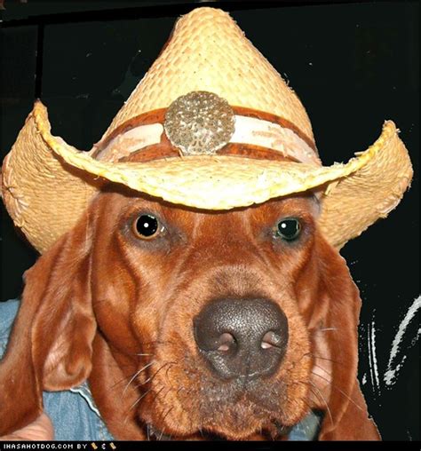 I Has A Hotdog Cowboy Hat Funny Dog Pictures Dog Memes Puppy Pictures Pictures Of Dogs