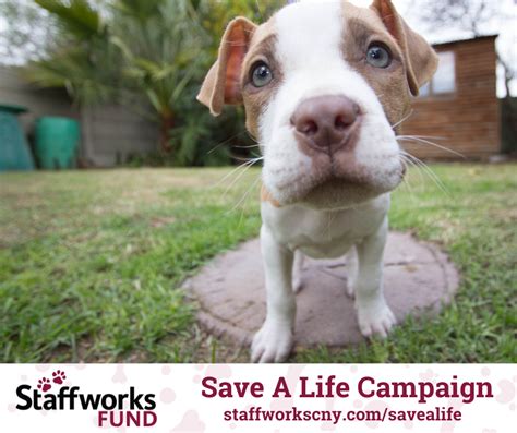 Staffworks Save A Life Campaign — Helping Hounds Dog Rescue