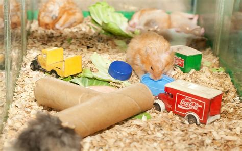 How To Build Hamster Toys Out Of Household Items Hamster Toys