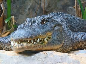Alligatorscrocodilescaimans On Pinterest Crocodiles Alligators And