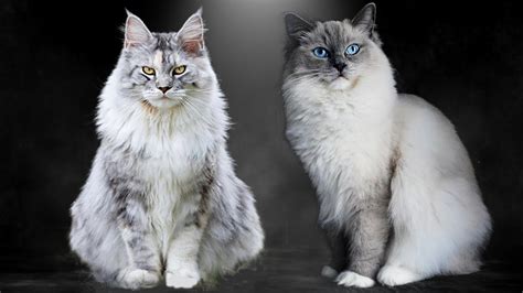 Maine Coon Vs Ragdoll What Are The Differences