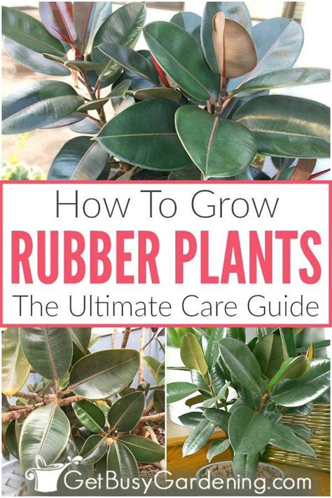 Rubber trees are hardy and versatile house plants, which leads many people to wonder a??how do you easy indoor rubber plant (ficus elastica) care. How To Care For Rubber Plants: The Ultimate Guide | Rubber ...