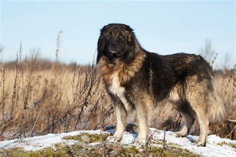 Russian Prison Dogs