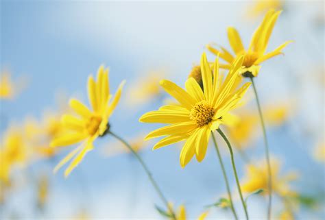 Download plants, Nature, Yellow flowers, Flowers Wallpapers HD / Desktop and Mobile Backgrounds