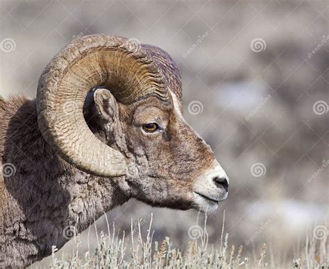 Portrait Of Big Horn Ram Sheep Wildlife Stock Image Image Of