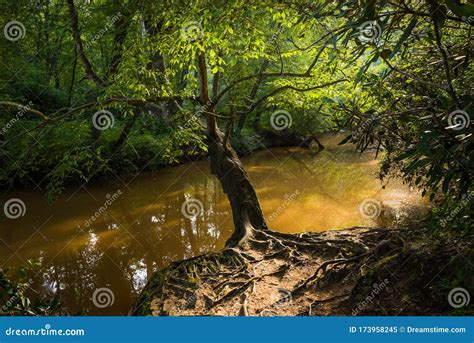 Calm Muddy Creek Stream With Reflections Passing Through Lush Green