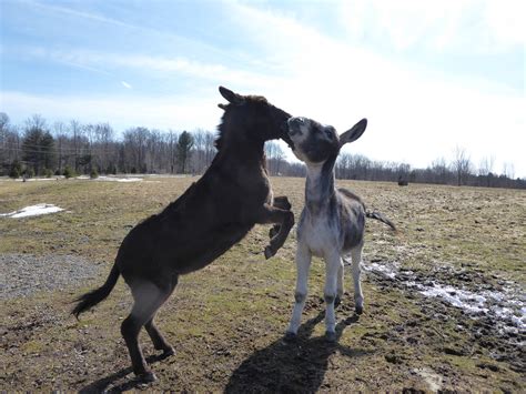 The Dancing Donkey These Two