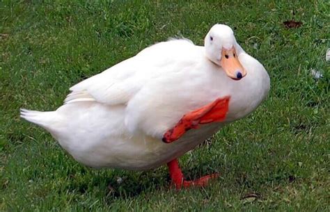 The pekin duck is from chinese descent, but has been developed as an american duck. 500 Best Duck Names - Famous Names for Male & Female Ducks