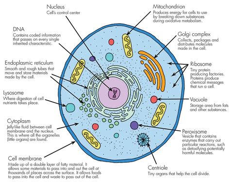 Basic Parts Of Animal Cell