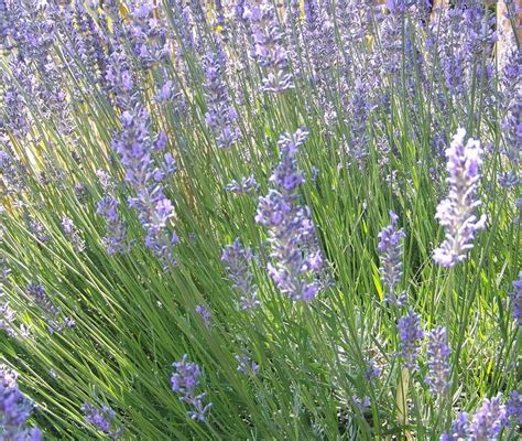 Lavandula munstead was introduced in 1916, and this classic lavender remains one of the most popular with plant 20 apart. Lavandula Angustifloia - Munstead - The Site Gardener