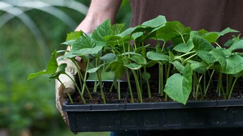 10 seed starting hacks to get your garden on the right track this spring sheknows