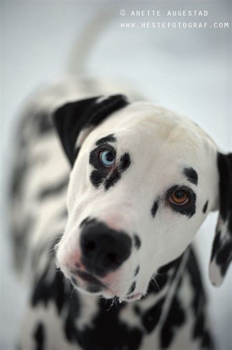 I Will Get A Dalmatian With One Blue Eye And One Brown Eye And I Will