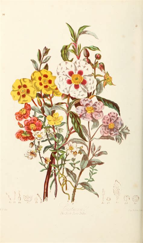 Wildflower Botanical Illustration Vintage Botanical Art Floral Print
