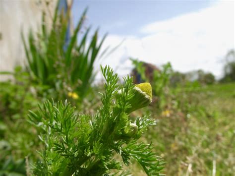 Foraging Recipes Pineapple Weed Locavore