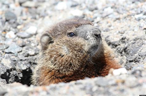 Groundhogs are herbivores and do not eat mice. Groundhogs In Your Garden: What You Should Know About The ...
