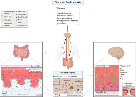 Frontiers The Gut Brain Axis How Microbiota And Host Inflammasome Influence Brain Physiology