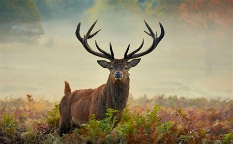 Majestic Autumn Stag Portrait Wins Photo Of The Week Title Ephotozine