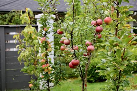 Dwarf Fruit Trees Are Well Suited To Urban Landscapes Like Patios And