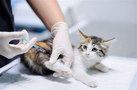 How To Give A Cat Shots Thriftyfun