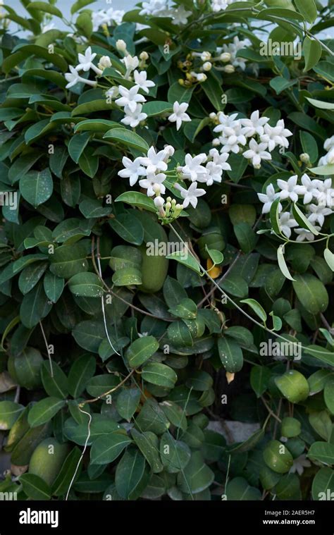 White Flowers Of Stephanotis Floribunda Plant Stock Photo Alamy