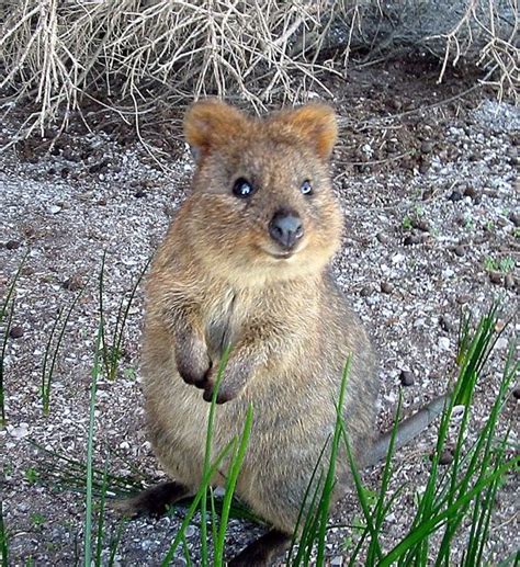 Omg Quokkas Are The Cutest Fuzzbutts Ever Cute Animals Quokka