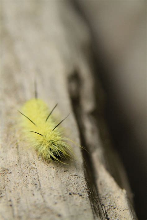 Caterpillar On The Missouri5199867882o