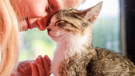 Cute Cats Fell In Love With Their Owner Best Relationship Ever