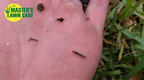 Pest Of The Month Sod Webworms The Masters Lawn Care