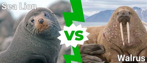 Sea Lion Vs Walrus Whats The Difference A Z Animals