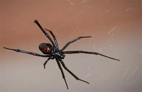 The Best Black Widow Spider Diet References Octopussgardencafe