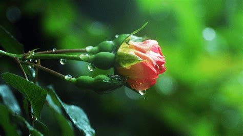 Cách phòng bệnh cho hoa hồng vào mùa mưa